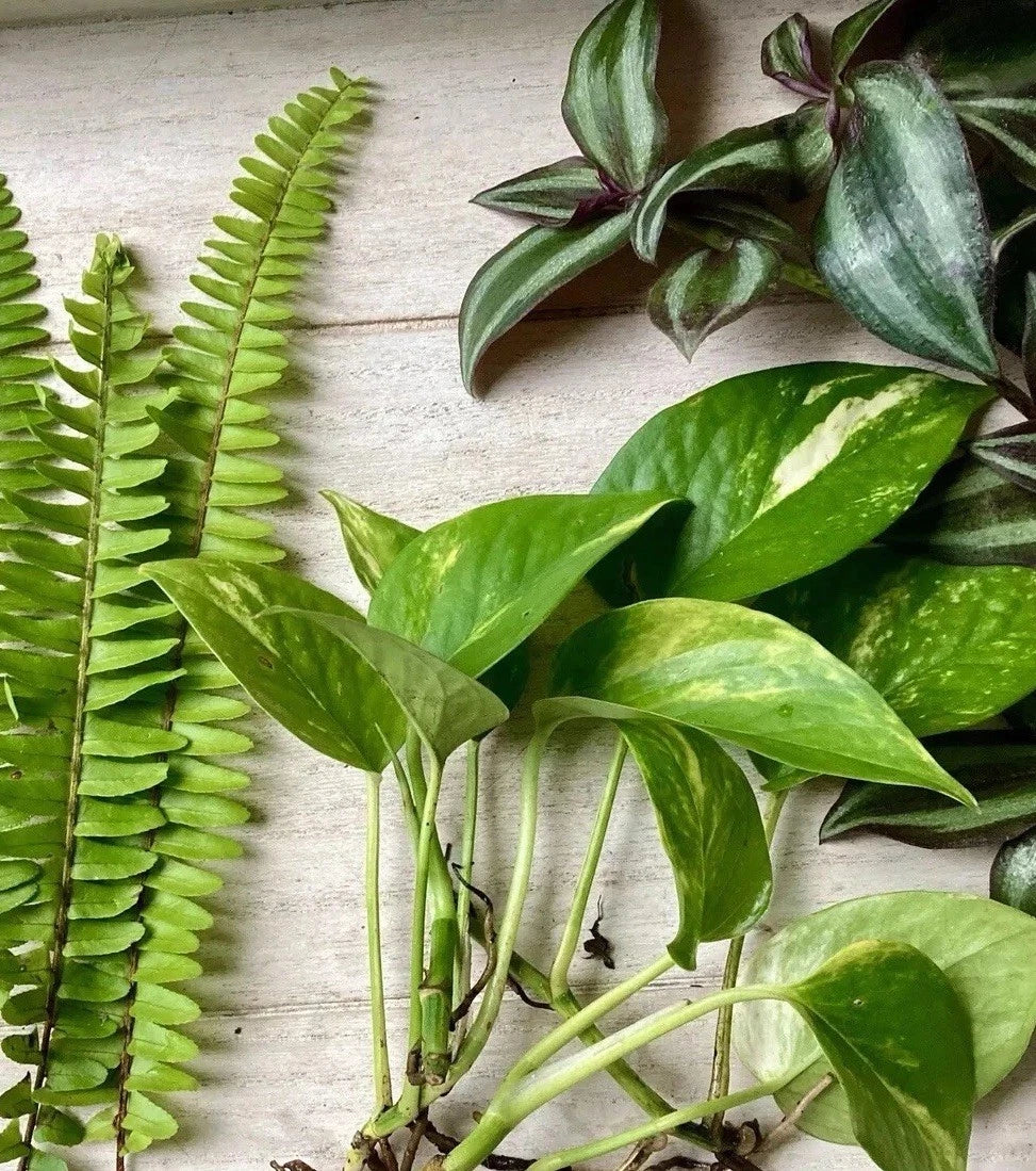 15 Rooted Plant Cuttings Variety Pack - Assorted Houseplants for Indoor Garden - Various Species - Perfect for Plant Propagation