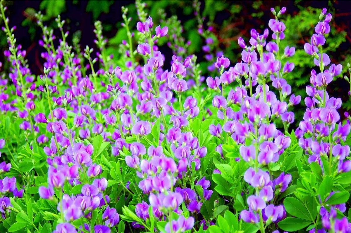 50 Indigo Bush Seeds - Indigofera amblyantha - Drought-Tolerant Native Plant for Vibrant Garden Color and Pollinator Attraction