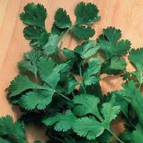 Organic Heirloom Cilantro Seeds - Slow Bolt Variety - Culinary Herb - Coriandrum sativum - Premium Gardening Seeds