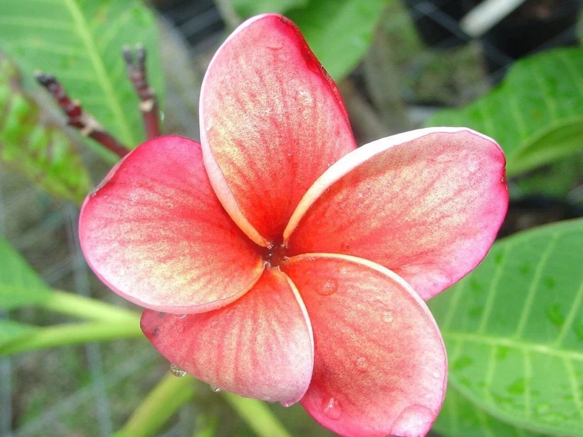 Orange Pink Plumeria Seeds - 5 Pack Perennial Hawaiian Flower Lei Plants - Plumeria spp.