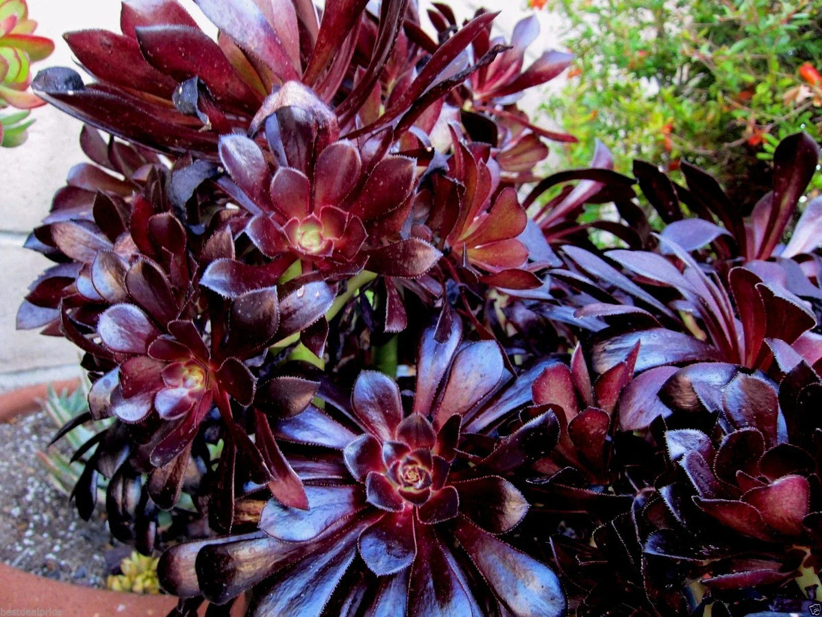Aeonium Succulent Cuttings - 2 Cuttings - Black Rose Deep Dark Purple - Aeonium arboreum 'Zwartkop' - Indoor Gardening