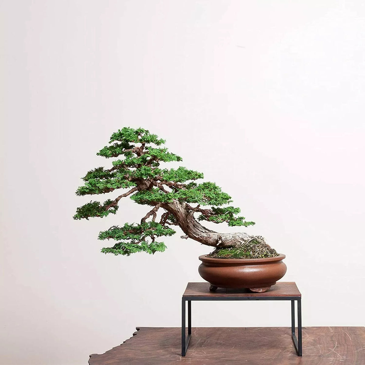 Hinoki Cypress Bonsai Tree Seeds - 20 Count - Evergreen - Chamaecyparis obtusa - Ideal for Home Garden & Bonsai Enthusiasts