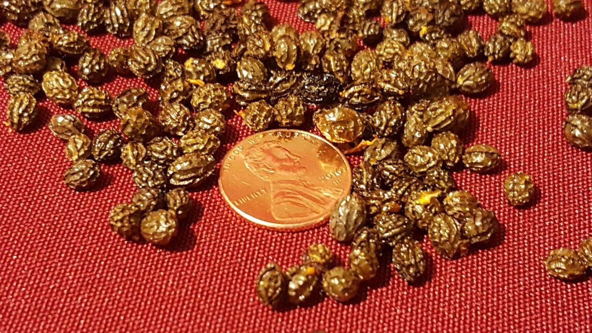 Papaya Fruit Tree Seeds - 100 to 1000 Seeds - Carica papaya - Organic Tropical Gardening, Fast-Growing, Self-Pollinating