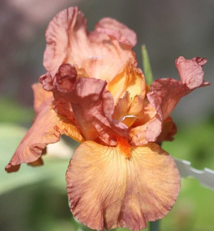 Iris Rhizome - One Rhizome - Copper Classic - Iris Germanica - Hardy Perennial Flower Plant for Garden and Landscape