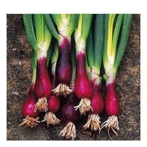 Red Welsh Bunching Onion Seeds | Non-GMO Heirloom Vegetable | Allium fistulosum | Fast Growing for Home Garden