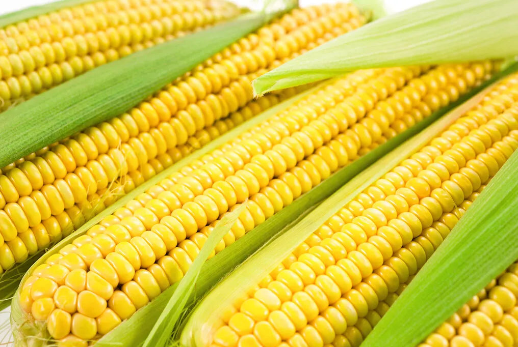 Sweet Corn Seeds - Jubilee Variety - Non-GMO, Heirloom, High Yield - Zea mays - 100 Seeds for Home Garden