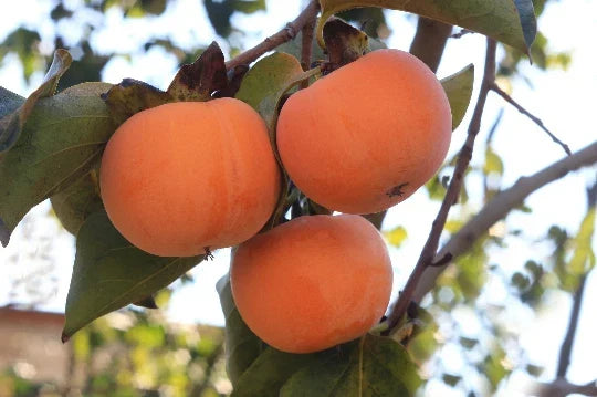 Date Plum Persimmon Seeds - 10 Premium Seeds - Diospyros lotus - Flowering Fruit Tree for Home Garden