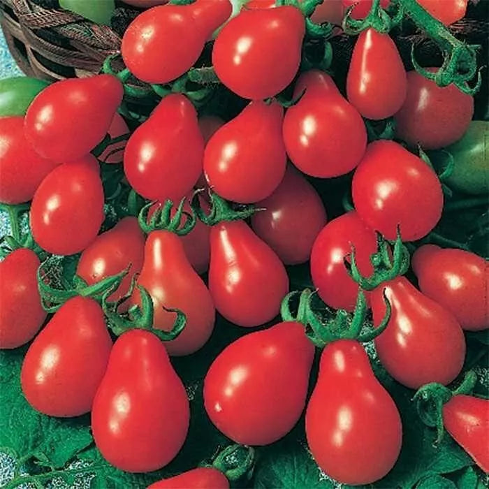 Red Pear Tomato Seeds - 120+ Heirloom Non-GMO - Solanum lycopersicum - Organic for Home Gardens & Containers