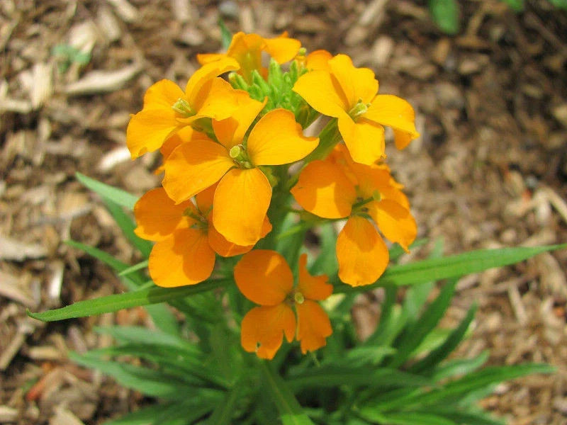 1200 Seeds Wallflower Siberian Fragrant Biennial Erysimum suecicum, Vibrant Yellow Orange Purple Blooms, GroCo USA