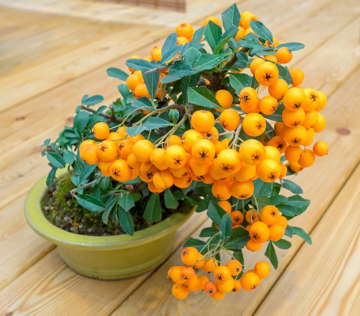 Orange Firethorn Bonsai Tree Seeds - 30 Seeds - Pyracantha coccinea - Compact Bushy Variety with Bright Orange Berries