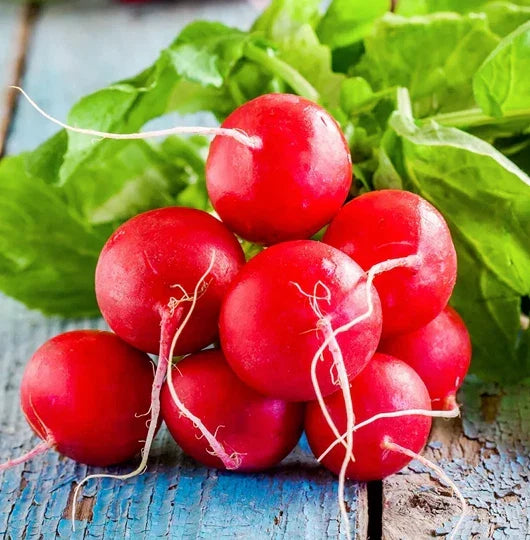 Champion Radish Seeds Packet | Red German Giant Cherry Belle Daikon | Raphanus sativus | Non-GMO, Fast-Growing Variety