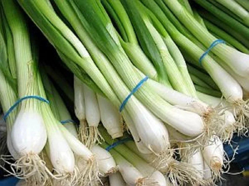 Tokyo Long White Onion Seeds - 200+ Bunching Scallion - Allium fistulosum - Non-GMO Vegetable Seeds for Home Garden
