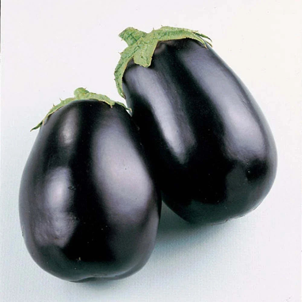Eggplant Seeds - 50+ Pack - Black Beauty Variety - Solanum melongena - Non-GMO, High Germination Rate, Easy to Grow