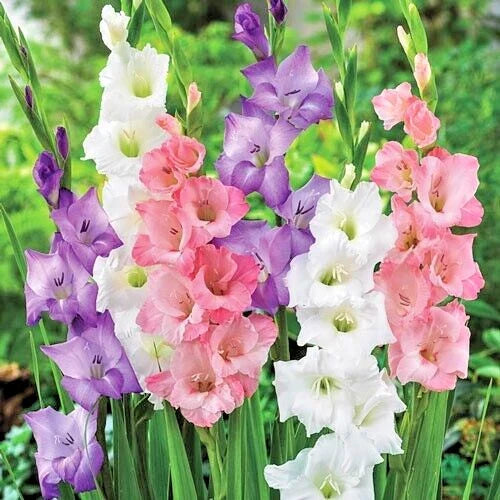 Gladiolus Bulbs 10-Pack Romance Mix Pink Purple White Pastel Blooms Gladiolus - Deer-Resistant Cut Flowers for Bouquets