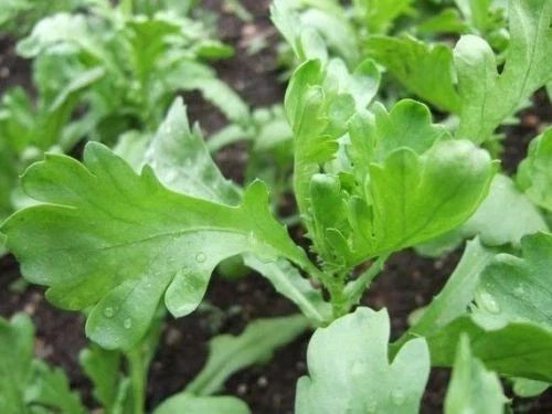 Chrysanthemum Seeds - Packet of 100 - Lager Tiger Ear Leaf Tong Ho Herb - Chrysanthemum coronarium - Culinary & Garden Use