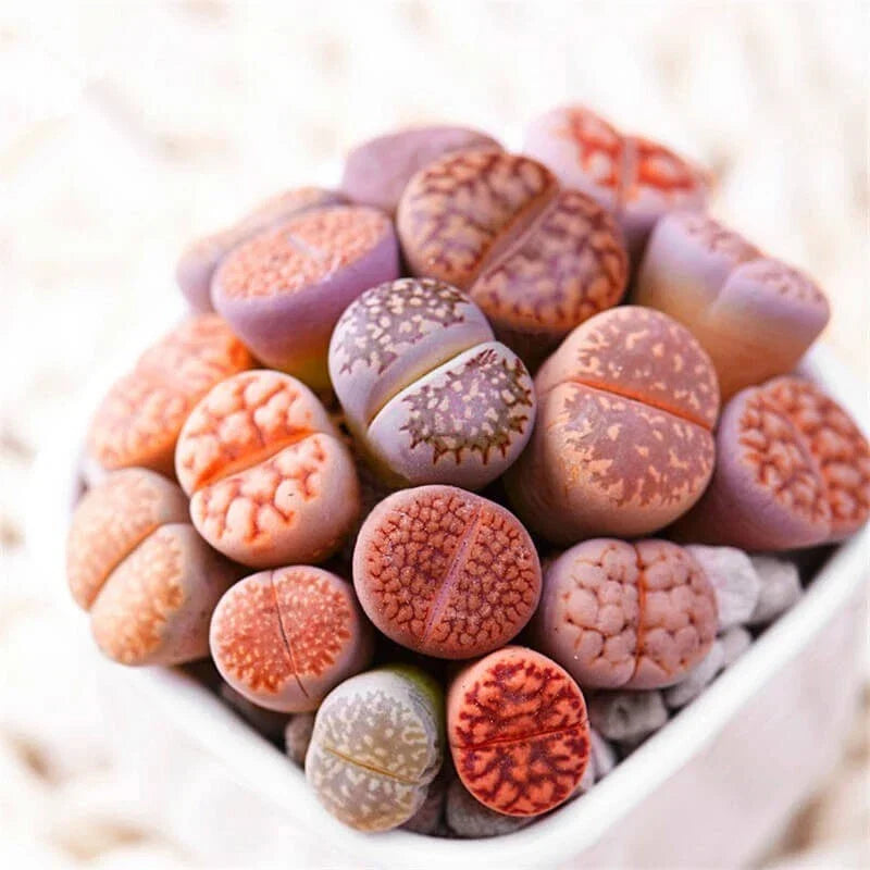 Mixed Lithops Seeds - 100 Seeds - Lithops Pseudotruncatella - Unique Stones Succulent Variety - Easy to Grow, Drought-Tolerant