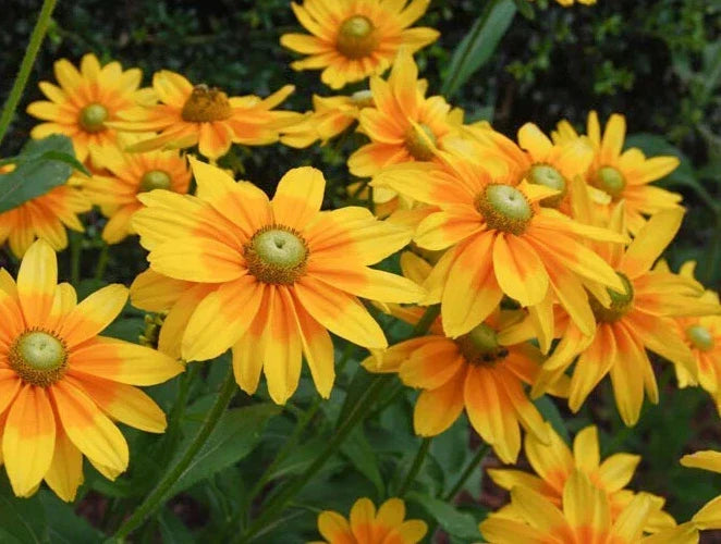 Rudbeckia Irish Spring Seeds - 20 Pack - Black-Eyed Susan - Rudbeckia hirta - Perennial Flower Seeds for Garden Planting