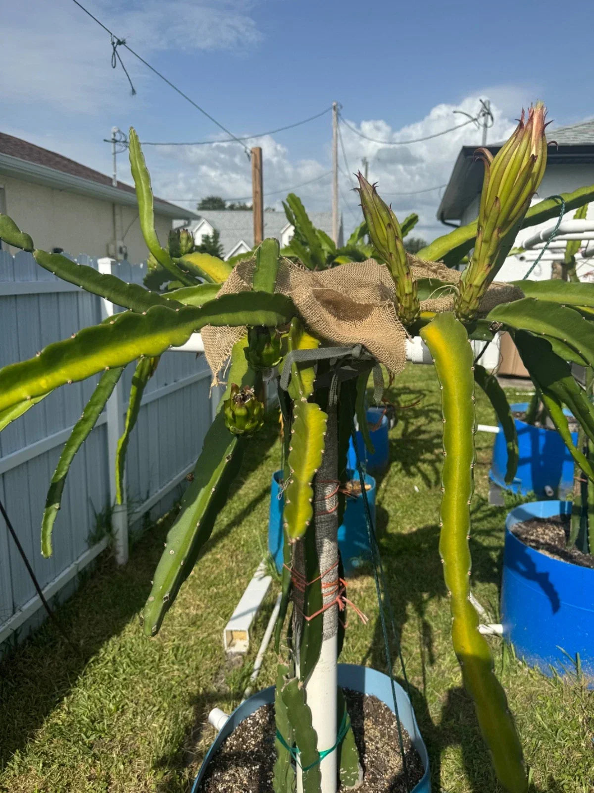 Florida Sugar Dragon Pitahaya Cutting 10+ Inches | Hylocereus undatus | Fast-Growing Dragon Fruit Variety