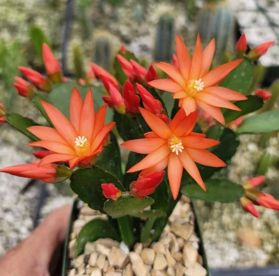 Orange Easter Cactus Live Plant - 3" Pot - Hatiora gaertneri - Low Maintenance Spring Cactus with Vibrant Orange Blooms