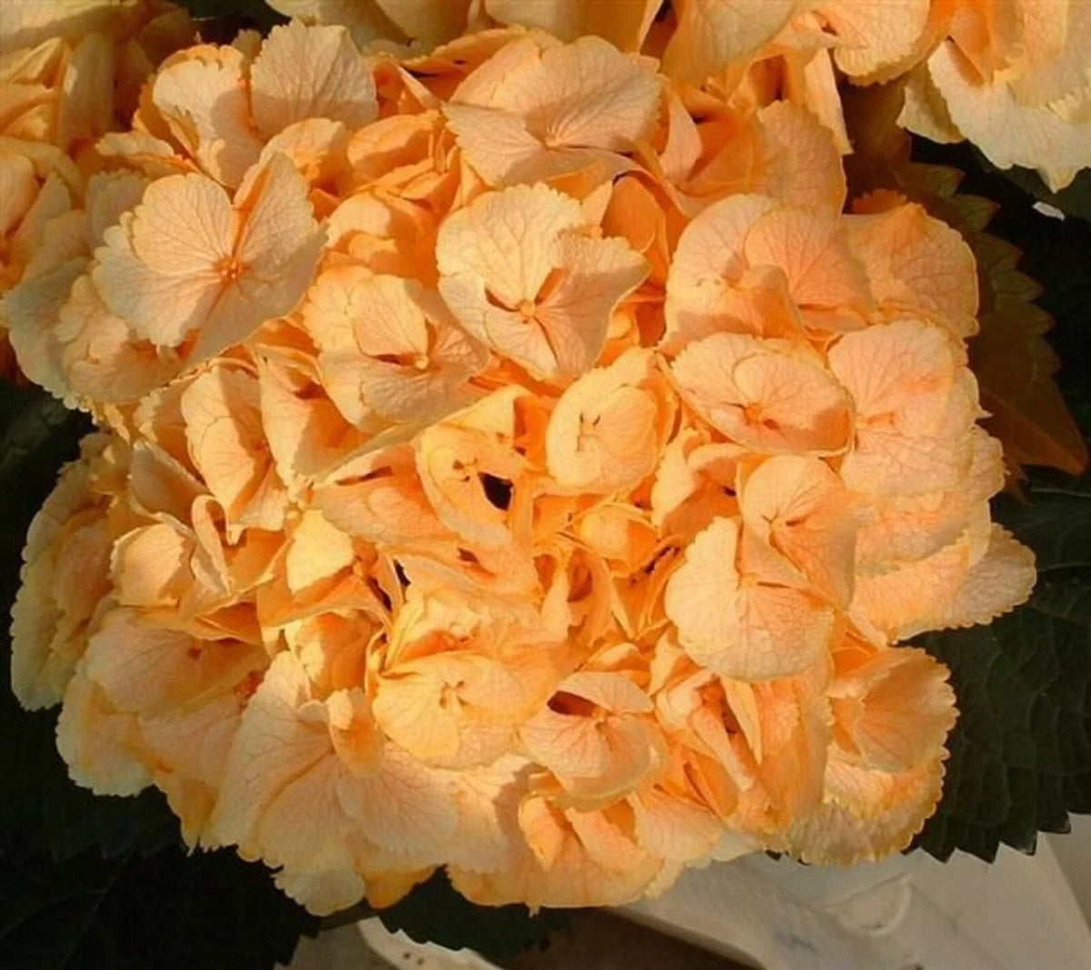 Yellow Hydrangea Seeds - 5 Hardy Flowering Shrub Seeds - Hydrangea macrophylla - Vibrant Perennial for Garden цветы