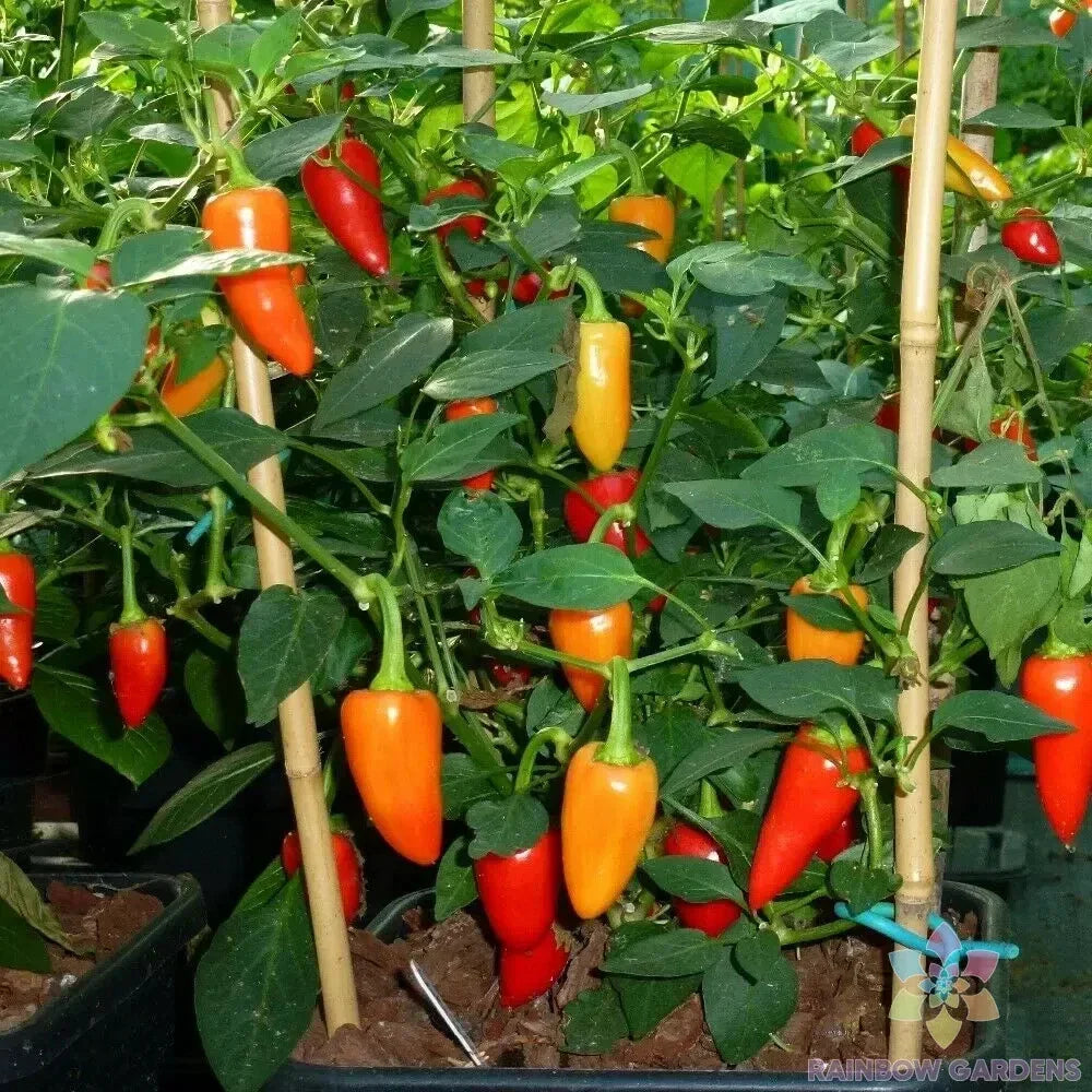 Santa Fe Grande Hot Pepper Seeds - 25+ Count - Capsicum annuum - USA Grown for Garden Planting - Non-GMO, Spicy Flavor