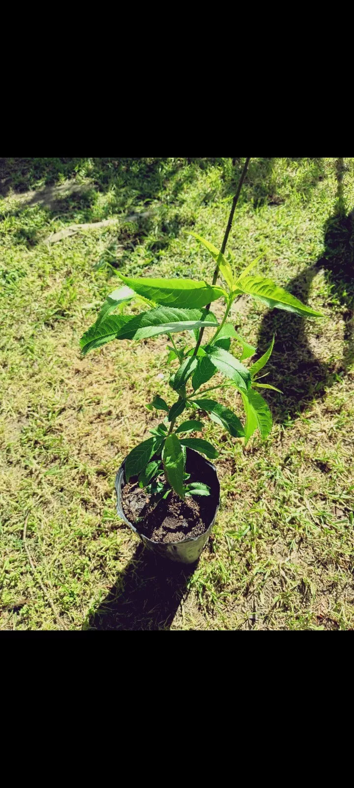 Peach Live Plant - Healthy Prunus Persica - Fruit-Bearing Tree for Home Garden & Landscape - Self-Pollinating Variety