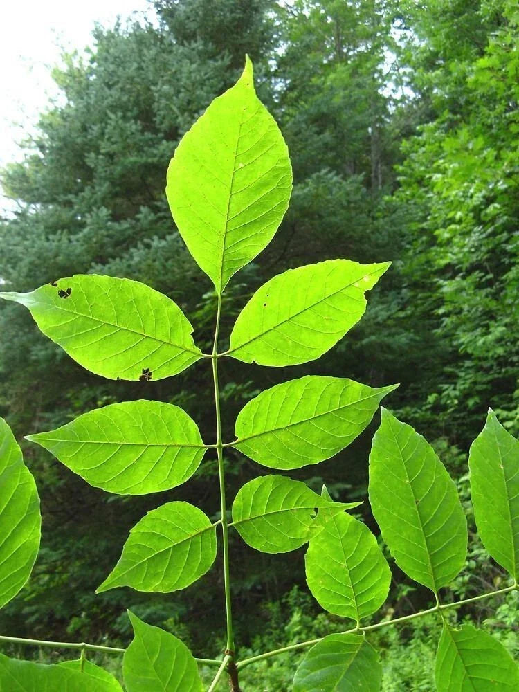 Green Ash Starter Tree | 2-3 ft Sapling | Resilient Shade Tree | Fraxinus pennsylvanica | Low Maintenance Garden Plant