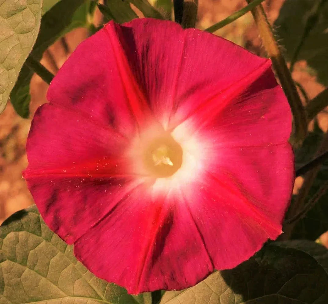Morning Glory Seeds - 100+ Count - Scarlett O'Hara - Ipomoea purpurea - Non-GMO Flower Seeds for Vibrant Garden Color