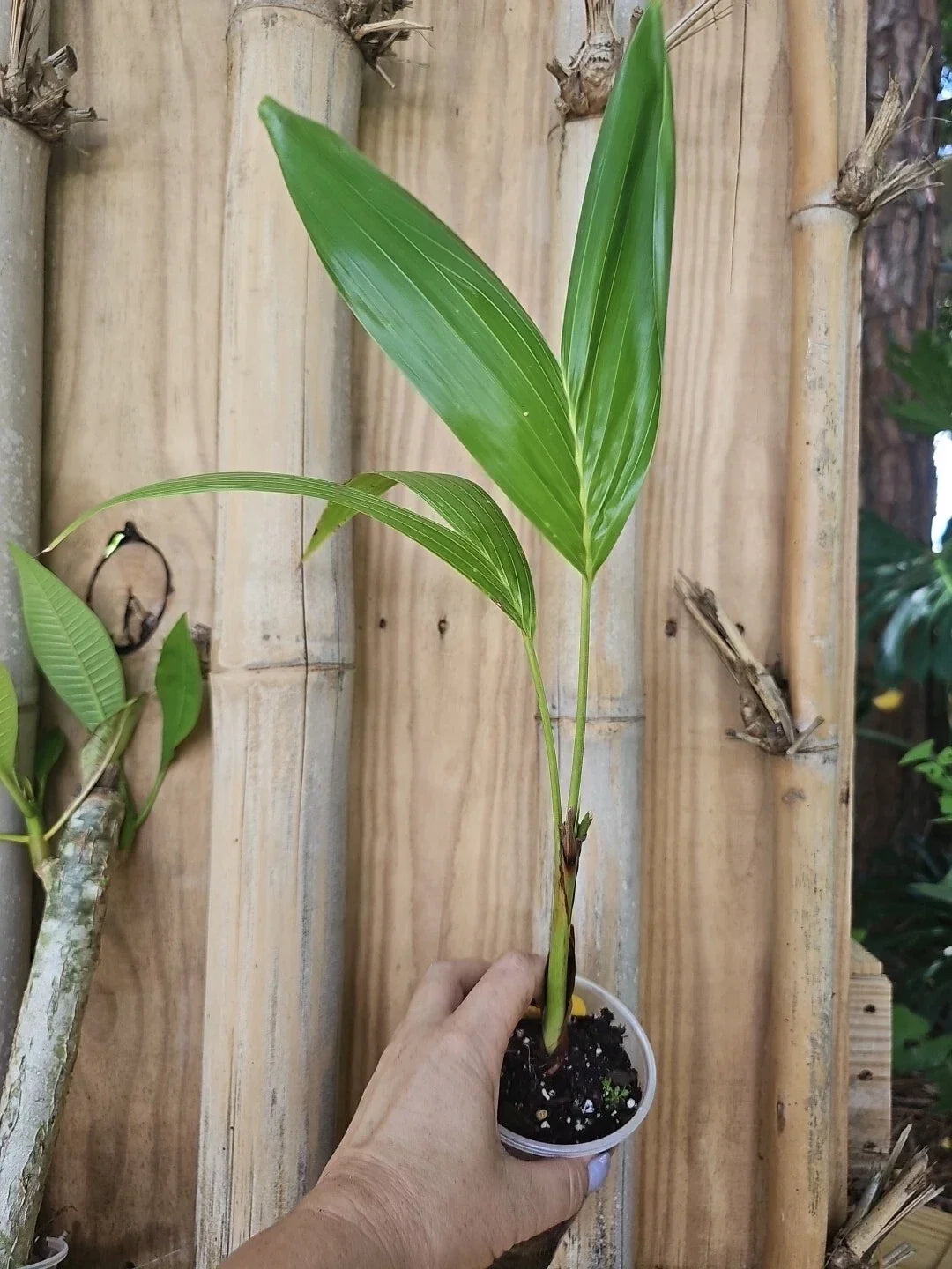 Christmas Manila Palm Seedling 20" Live Plant Adonidia merrillii Florida Grown Tropical Garden Decor