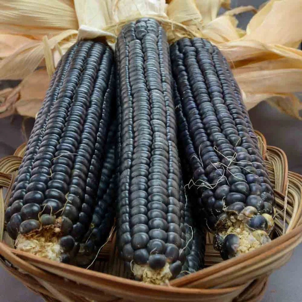 Hopi Blue Corn Seeds - 120+ Heirloom Non-GMO Organic - Rare Variety for Gardening - Zea mays subsp. mays
