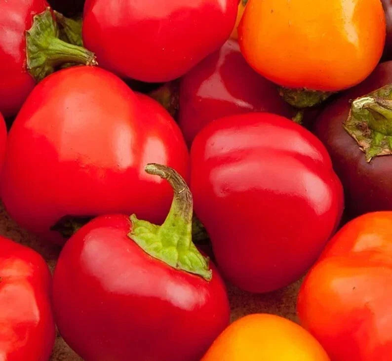 Organic Cherry Sweet Pepper Seeds - 50 Count - Capsicum annuum - Non-GMO, USA Grown, Easy to Grow for Home Gardens