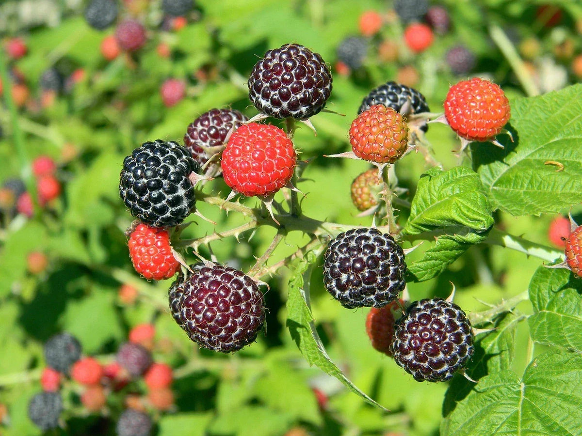 Black Raspberry Seeds 100 Count - Organic Sweet Flavor Rubus occidentalis - Non-GMO Pesticide-Free for Home Gardens