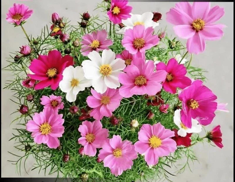 Dwarf Cosmos Seeds Mix - 100+ Colorful Mexican Aster Flowers - Cosmos bipinnatus - Pink, White, Purple for Vibrant Garden