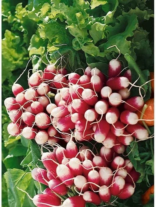 French Breakfast Radish Seeds, 200 Heirloom Seeds, Raphanus sativus, Red and White Variety for Home Gardening