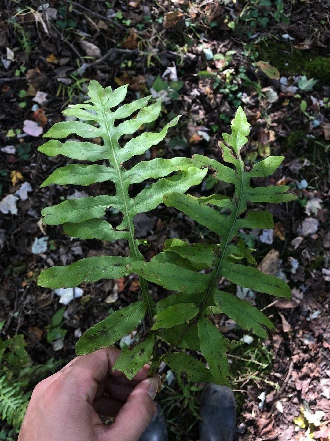 Netted Chain Fern Bundle 5-Pack - Rare Woodwardia areolata - Live Bare Root Shade Plant for Moist Gardens