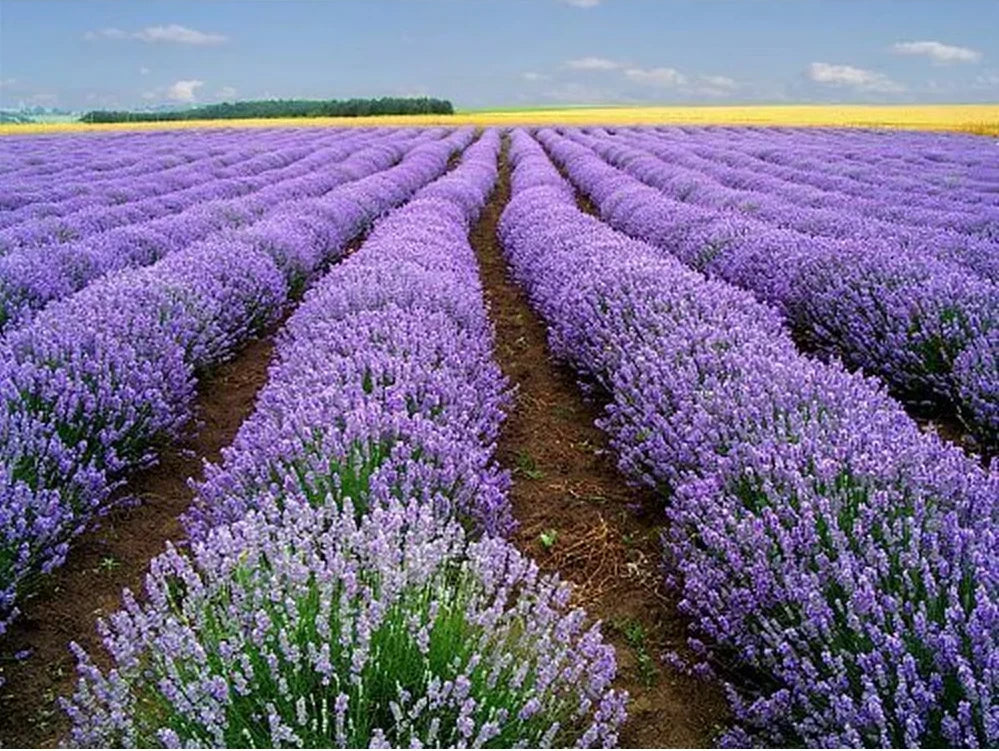 Lavender Seeds - 1000+ Heirloom Vera - Strong Scent - Medicinal Properties - Lavandula angustifolia - Aromatic Herb Seeds