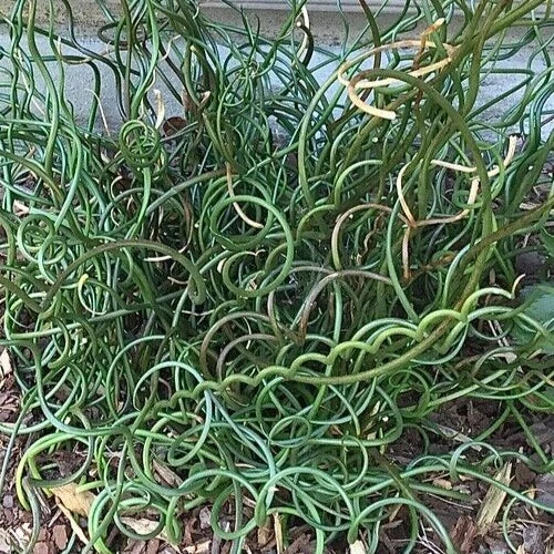 Corkscrew Rush Seeds - 5 Pack - Unique Spiral Foliage - Juncus effusus 'Spiralis' - Aquatic Garden Plant for Water Features