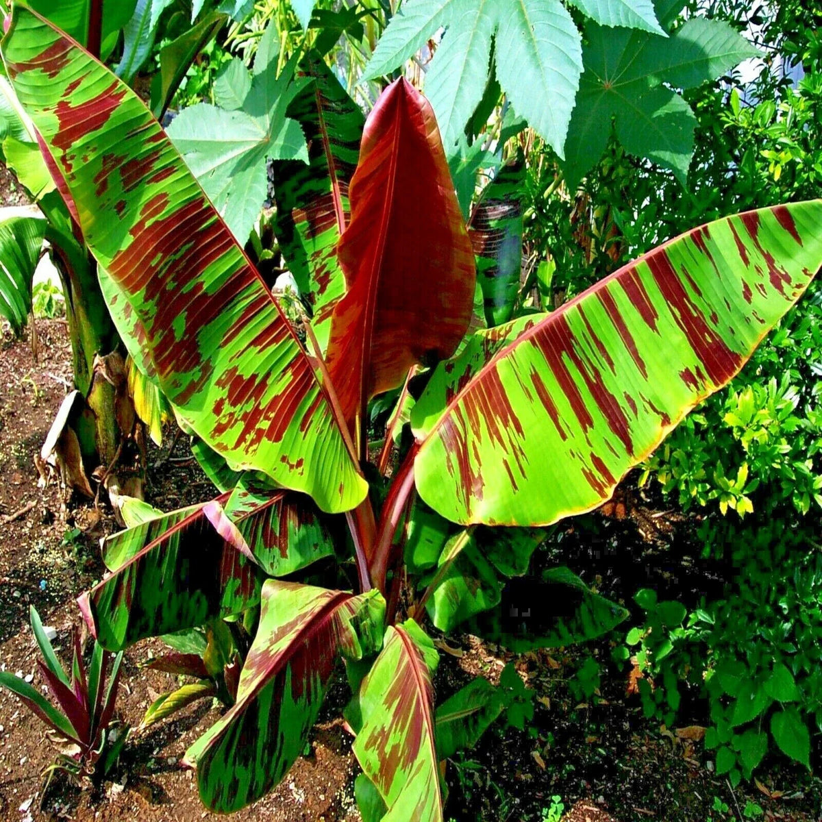 Red Tiger Darjeeling Banana Seeds - 5 Pack - Musa sikkimensis - Hardy Tropical Plant for Zone 5 - Unique Red Striped Foliage