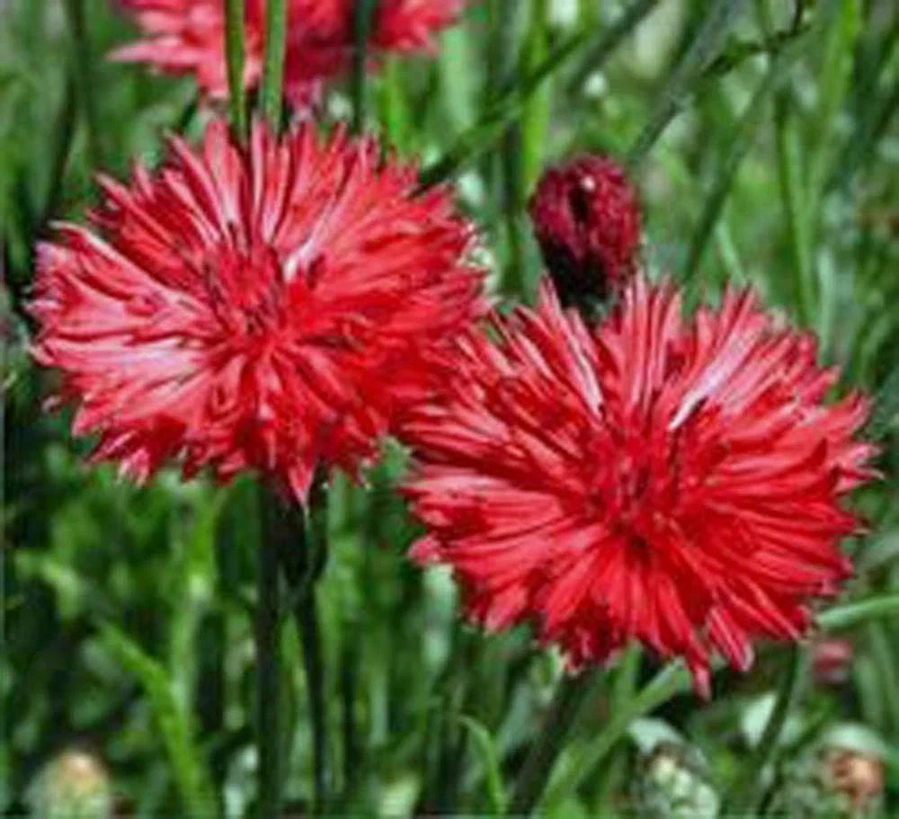 Red Bachelor's Buttons Seeds - 120 Bushy Seeds - Centaurea cyanus - Vibrant Red Flowers for Garden and Pollinator Attraction
