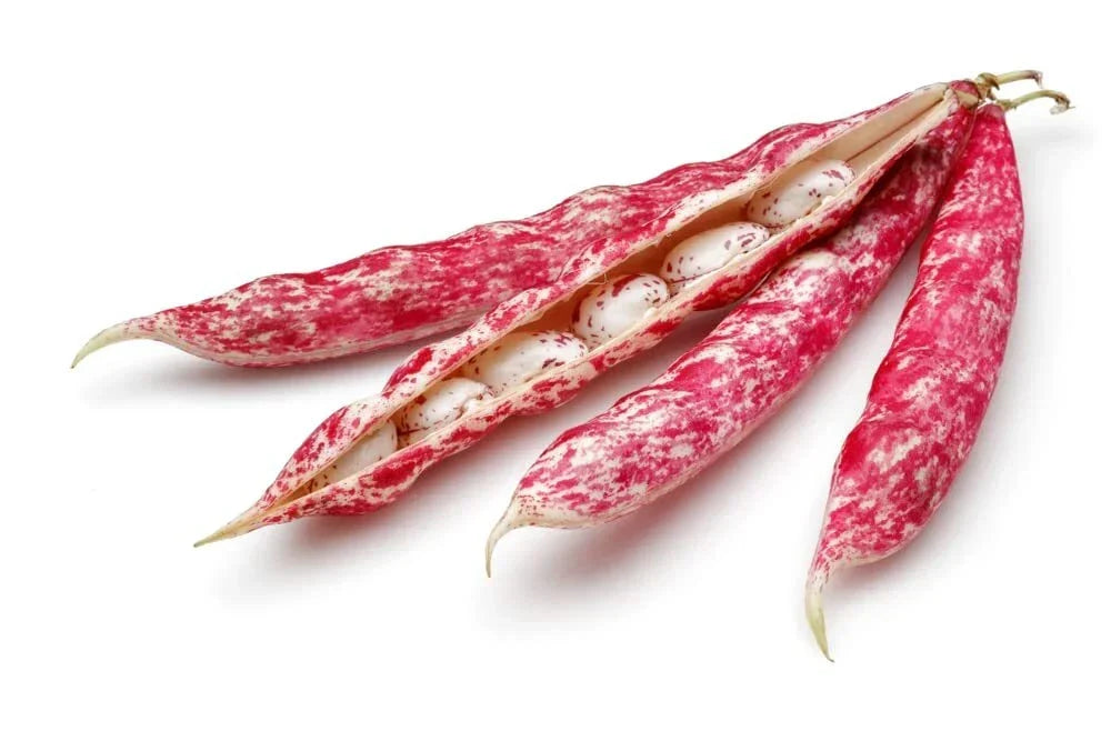 Pinto Bean Seeds - 50 Count - Easy to Grow, Nutritious Beans - Phaseolus vulgaris - Perfect for Home Gardens and Containers