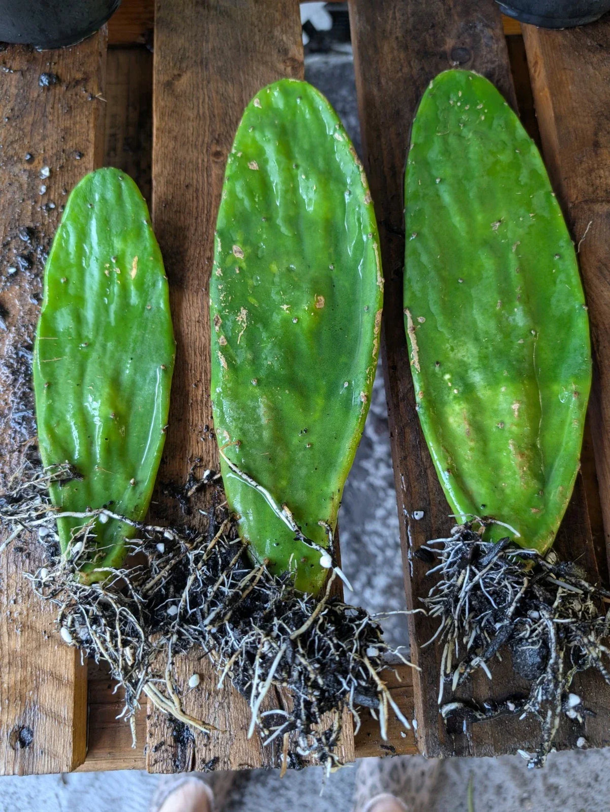 Live Eastern Prickly Pear Cactus - 3 Rooted Pads - Opuntia Humifusa - Drought-Resistant Succulent for Gardens & Containers