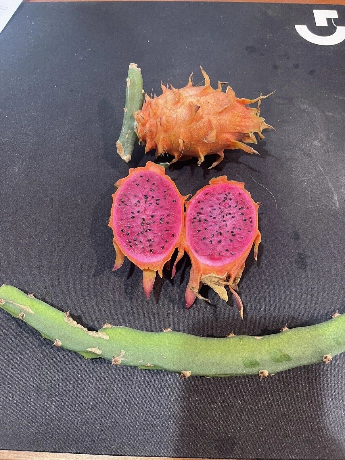Orange Dragon Fruit Cuttings 16-24" - Hylocereus undatus - Tropical Cactus for Home Garden & Indoor Planting