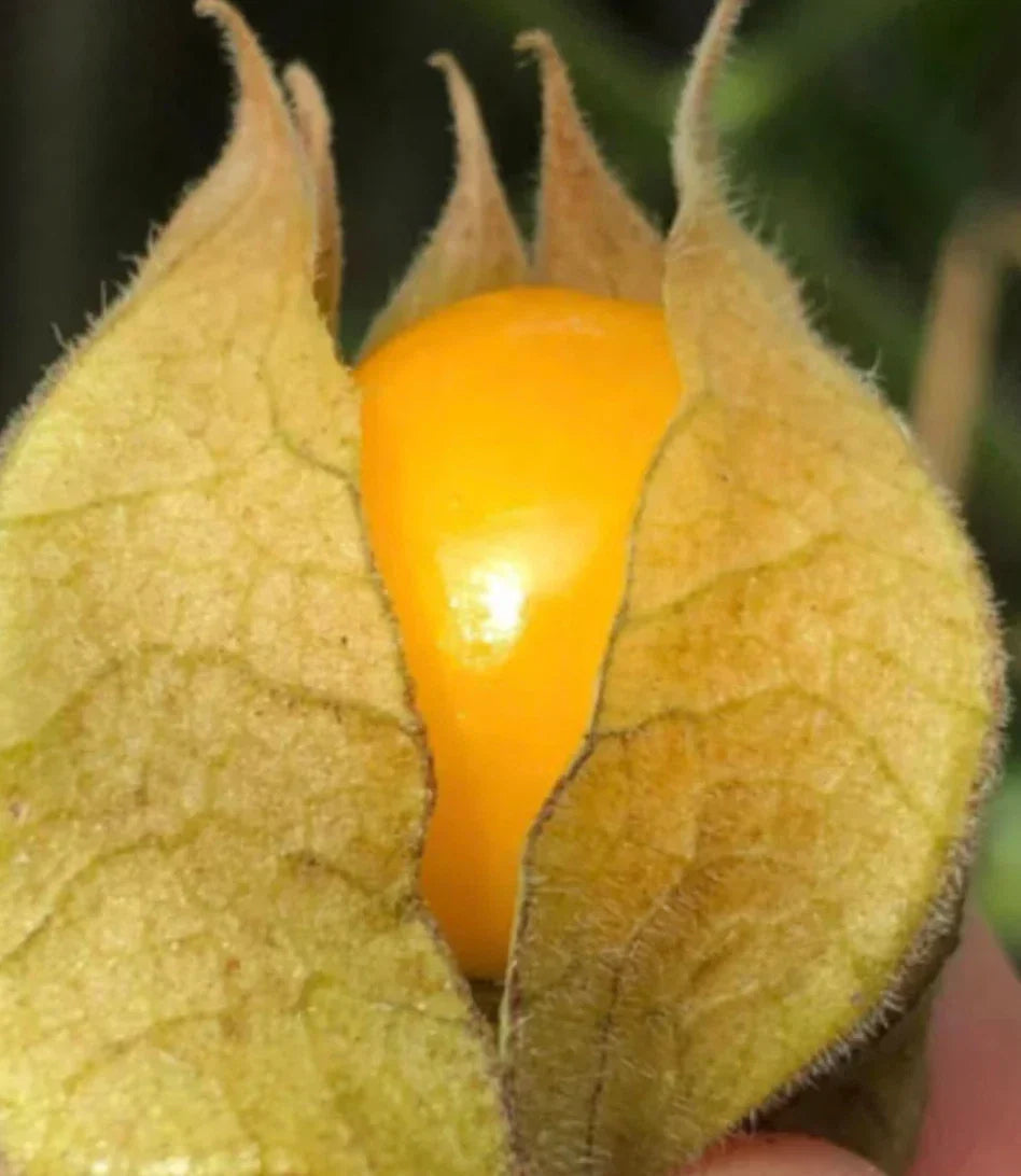Golden Berry Plant Cuttings - 6 Fresh 'Pineapple' Variety - Physalis peruviana - Ideal for Home Garden & Container Planting