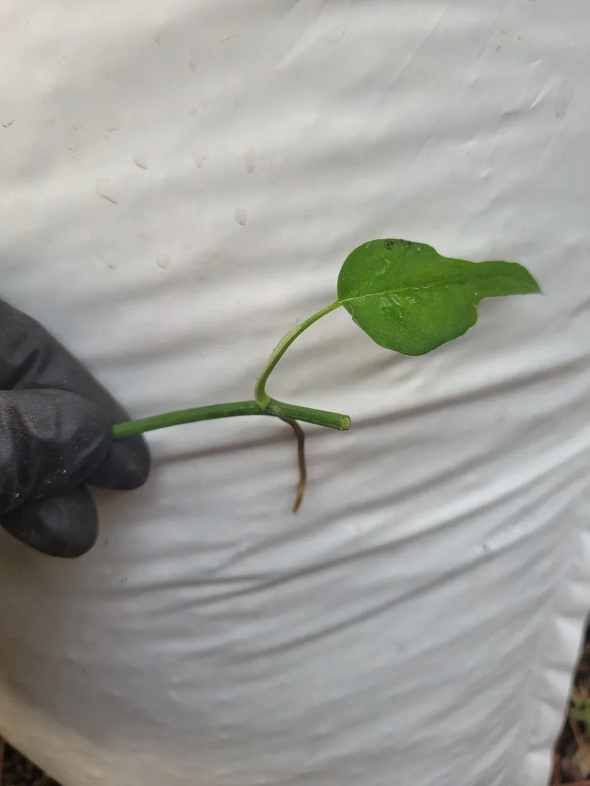Epipremnum Pinnatum Skeleton Key Plant Cutting - Fresh One Node - Rare Indoor Houseplant - Air-Purifying Greenery