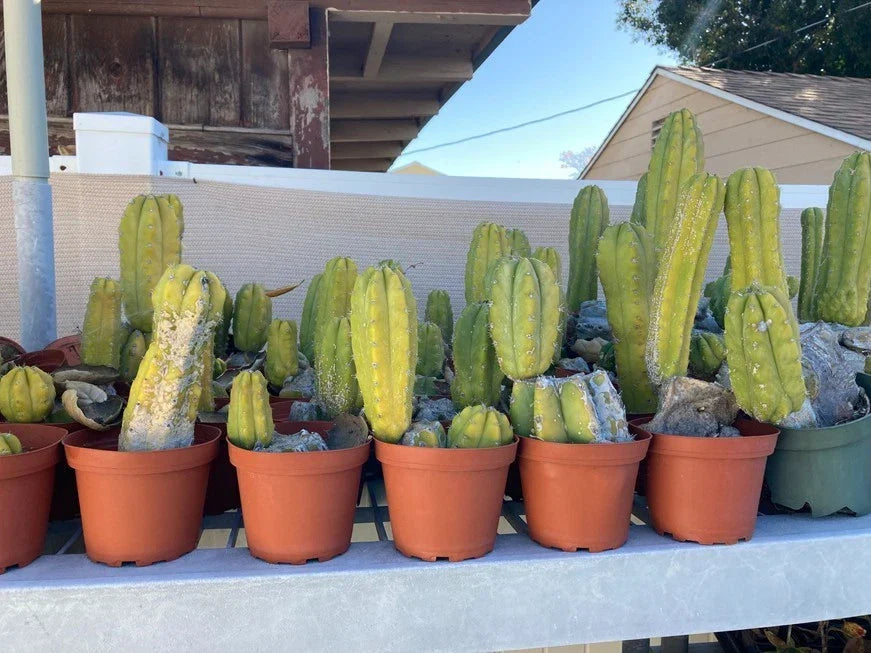 Echinopsis Cactus Rooted Starter Plant - Ornamental Non-Variegated Cactus - Echinopsis spp.