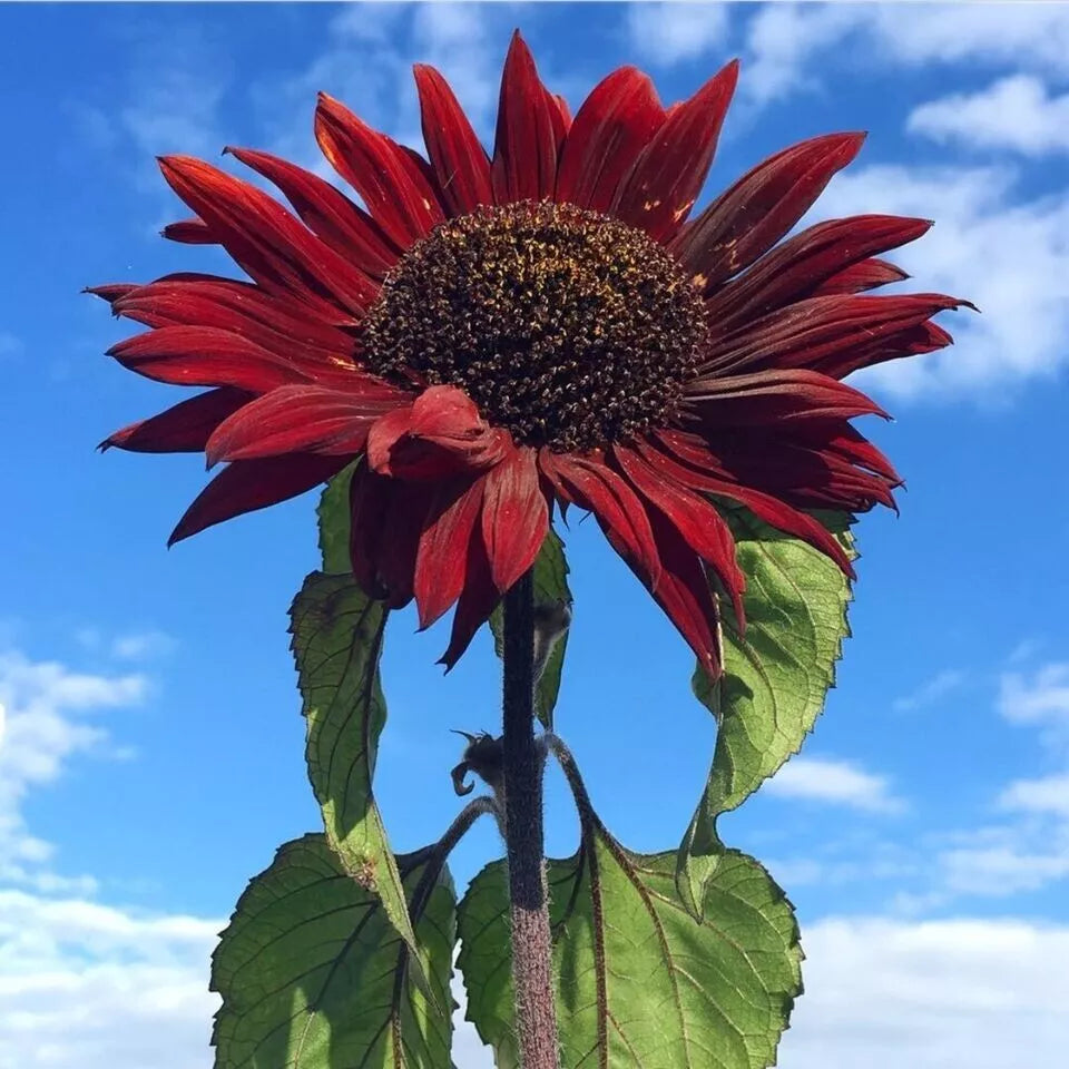 Red Sun Sunflower Seeds - 50+ Non-GMO Heirloom - Helianthus annuus - Vibrant Red Blooms for Garden Planting