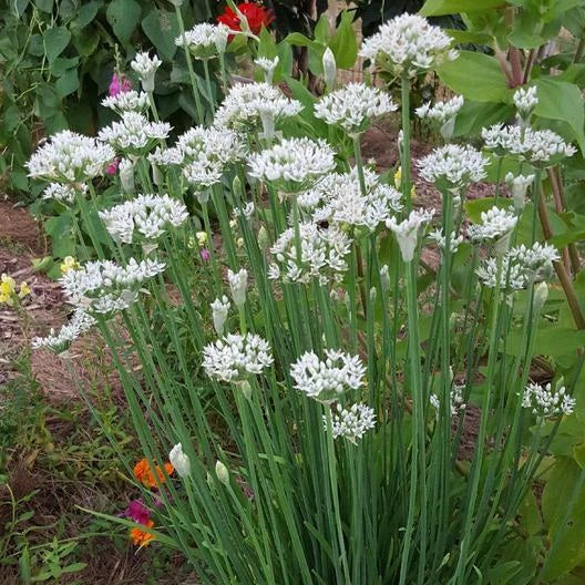 Garlic Chives Seeds - 400 Non-GMO Seeds - Allium tuberosum - Aromatic Herb for Culinary Use