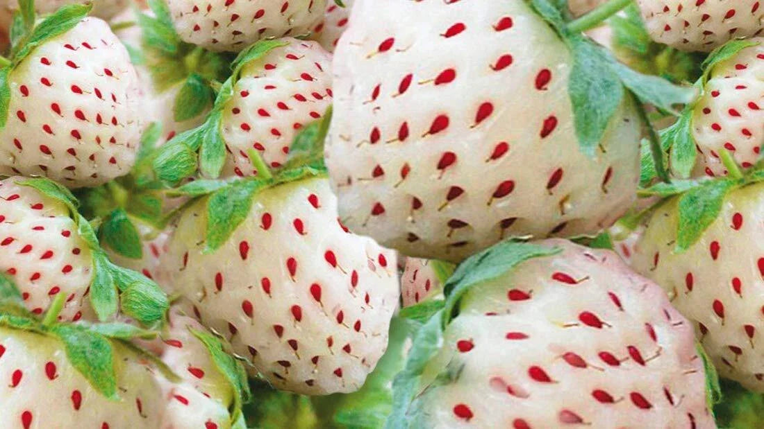 White Strawberry Seeds 200+ Count - Organic Pineberry Variety - Fragaria × ananassa - Non-GMO - Made in USA