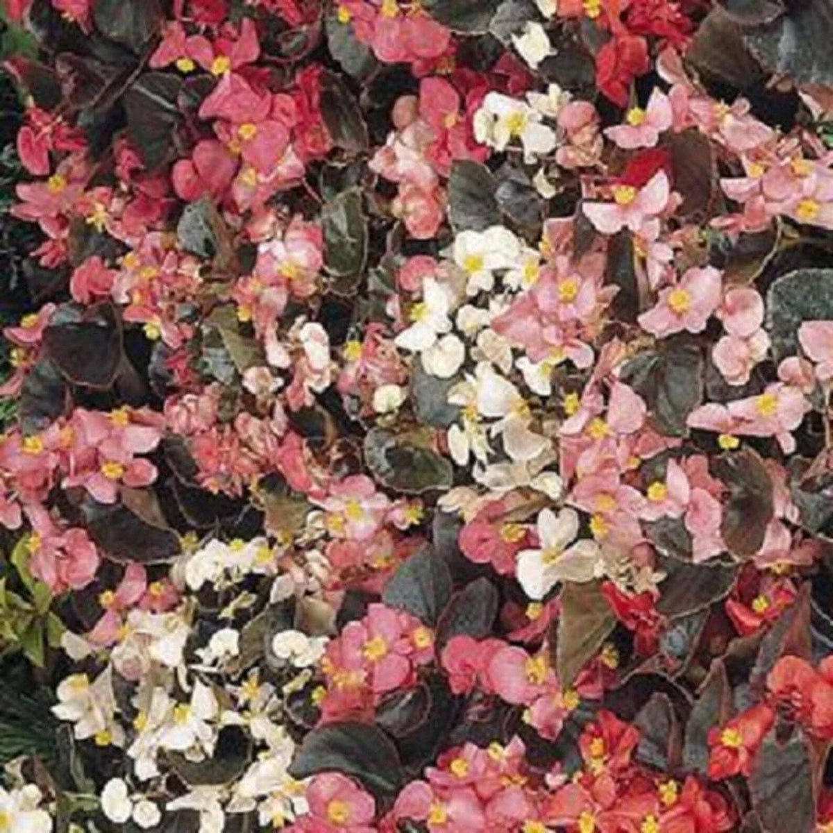 Begonia Seeds 1000 Count Cocktail Mix - Colorful Blooms, Easy to Grow, Begonia spp.