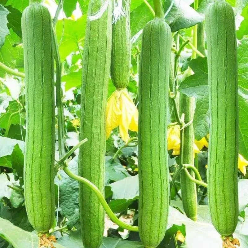 Luffa Gourd Seeds - 10+ Premium Sponge Dishcloth Seeds, Luffa aegyptiaca, Smooth Loofah for Eco-Friendly Gardening